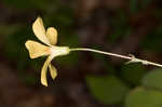 Great yellow woodsorrel